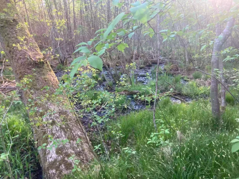 Schwarzenbrucker Moor
