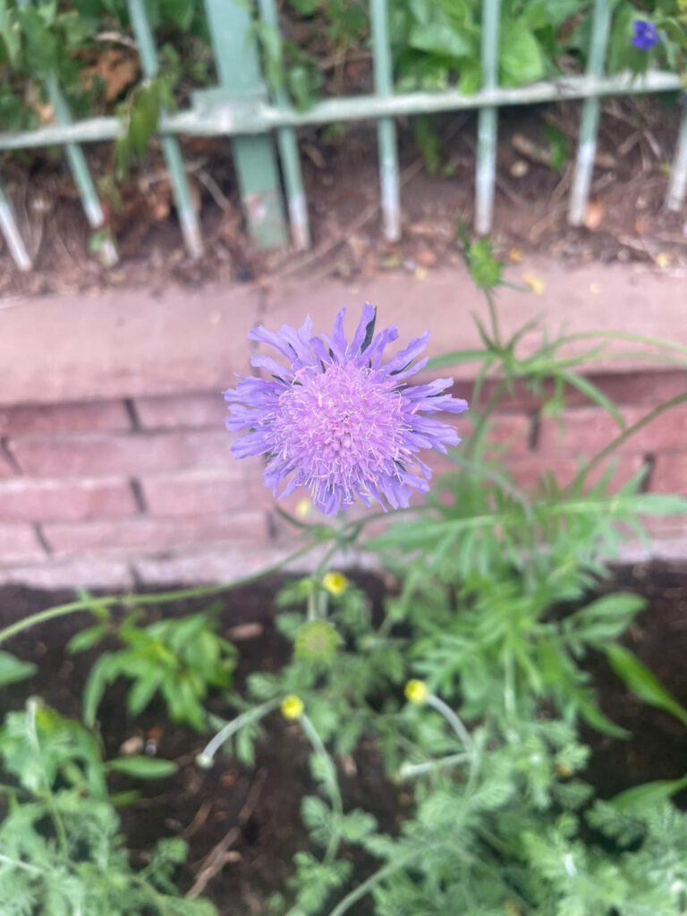 Volle Blüte der Acker-Witwenblume
