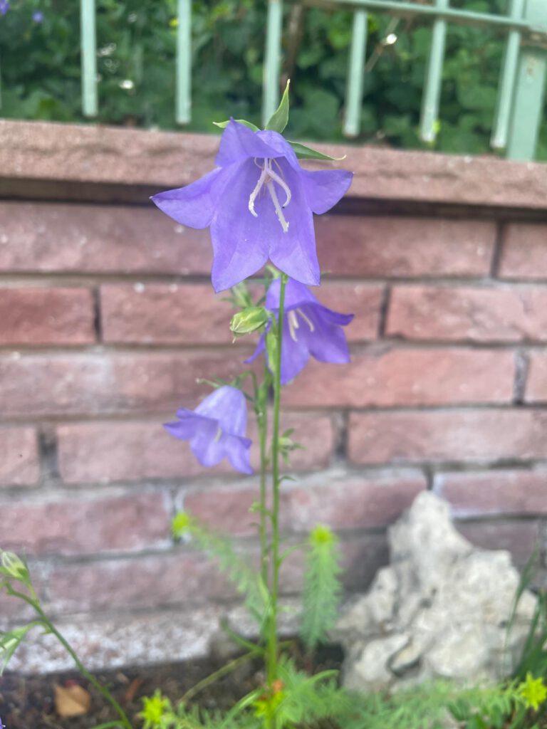 Wiesen-Glockenblume