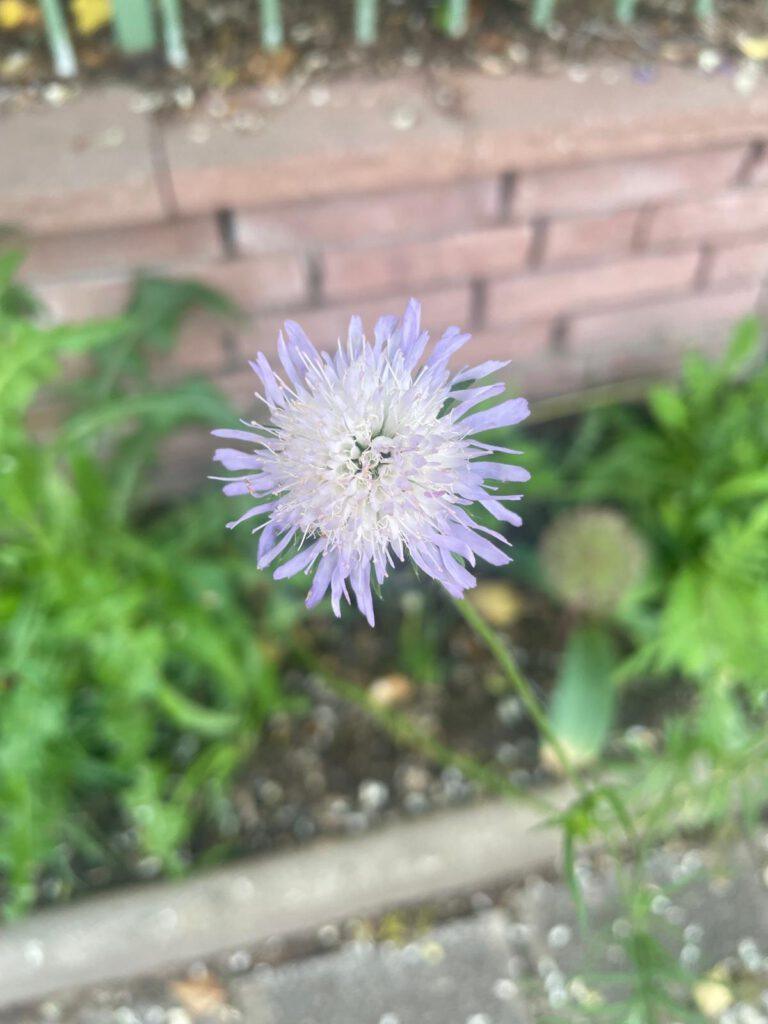 Wiesen-Flockenblume