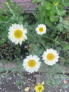 Margeriten