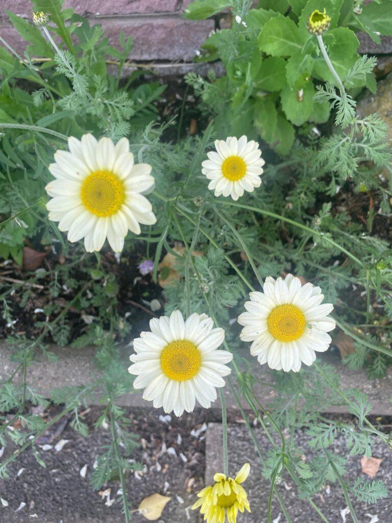 Margeriten