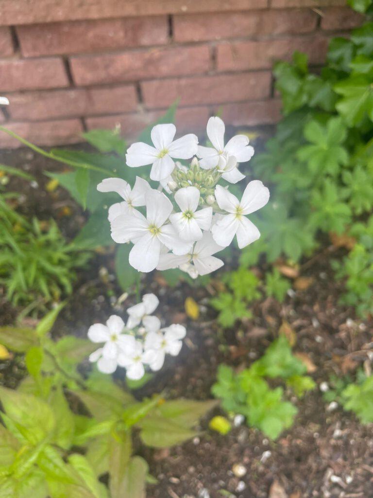 Nachtviole