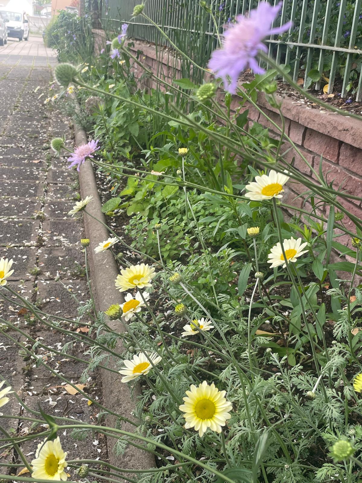 Färber-Kamille und Wiesen-FGlockenblume
